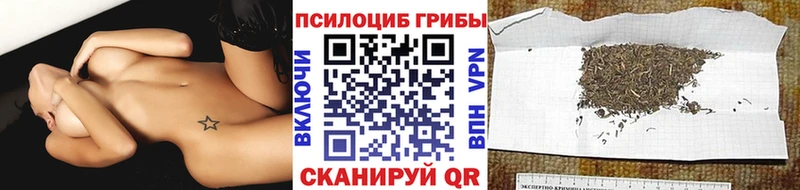 Купить закладки  Болгар  Галлюциногенные грибы Psilocybe 